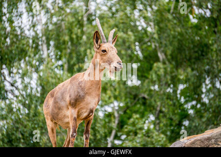 Una giovane femmina di stambecco Siberiano con piccole corna Foto Stock