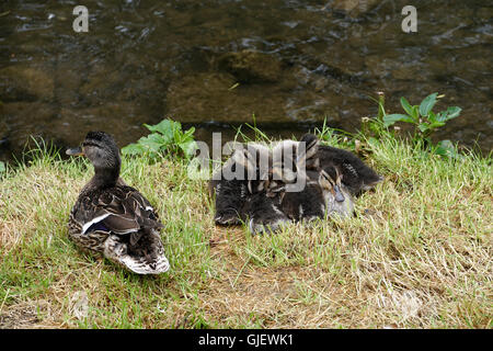 ( Anatra Anas platyrhynchos) seduto sul prato con le ochette accanto al fiume Derbyshire Inghilterra Foto Stock