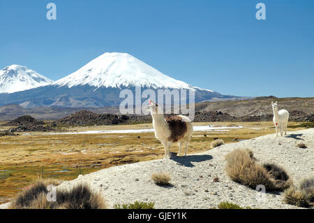 Alpaca nel vulcano anteriore Foto Stock