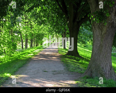 albero di libro Foto Stock