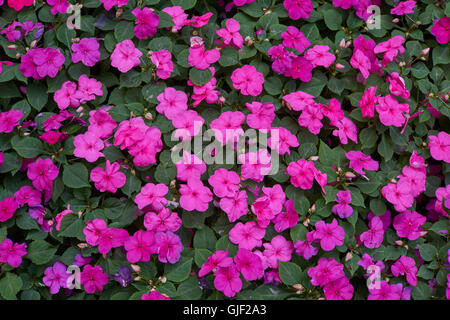 Impatiens Walleriana partite di viola fiori rosa sul letto di fiori sultanii occupato Lizzie balsamo, sultana,impatiens Foto Stock