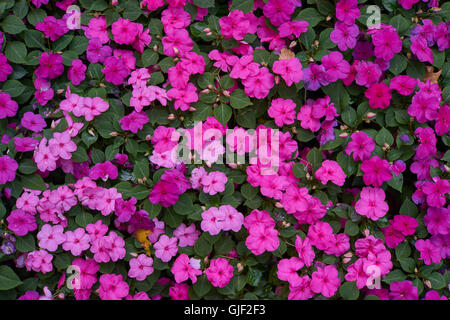 Impatiens Walleriana partite di viola fiori rosa sul letto di fiori sultanii occupato Lizzie balsamo, sultana,impatiens Foto Stock