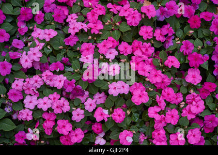 Impatiens Walleriana partite di viola fiori rosa sul letto di fiori sultanii occupato Lizzie balsamo, sultana,impatiens Foto Stock