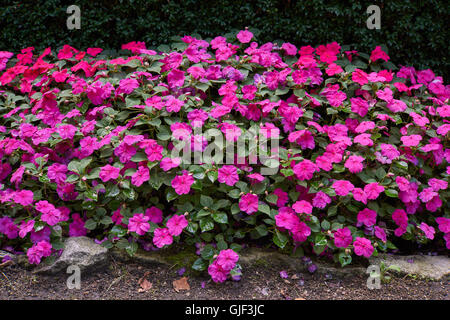 Impatiens Walleriana partite di viola fiori rosa sul letto di fiori sultanii occupato Lizzie balsamo, sultana,impatiens Foto Stock