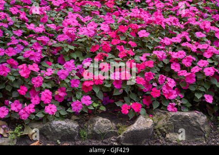 Impatiens Walleriana partite di viola fiori rosa sul letto di fiori sultanii occupato Lizzie balsamo, sultana,impatiens Foto Stock