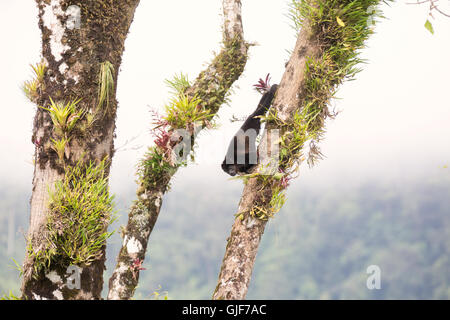 Un Mantled scimmia urlatrice ( Alouatta palliata ) che porta un bambino sulla schiena, Poa, Costa Rica, America Centrale Foto Stock