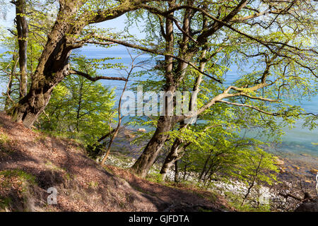 Scogliera sul Mare Baltico, alberi decidui, Wolin, Polonia. Foto Stock