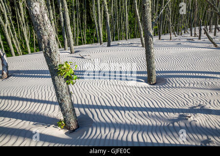 Mooving dune nel Parco Nazionale di Slowinski, Lago Lebsko, Pomerania, Polonia. Foto Stock