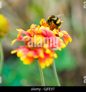 Bumblebee impollinare un fiore, close-up Foto Stock