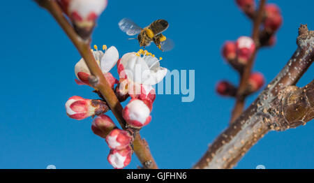 Il miele delle api a raccogliere il polline dei fiori. Foto Stock