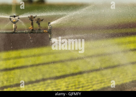 Spruzzatore in un campo di insalata Foto Stock