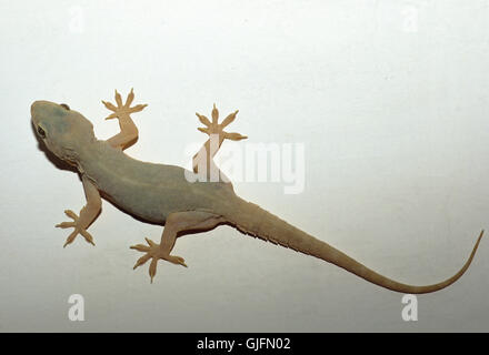 Casa Gecko, Hemidactylus frenatus, parete di arrampicata, Rajasthan, India Foto Stock