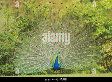 Indian Peacock, Pavo cristatus, uccello maschio visualizzazione di piume di coda, Rajasthan, India Foto Stock