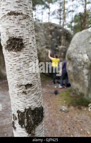 Bouldering in Fontainebleau, Francia. Foto Stock