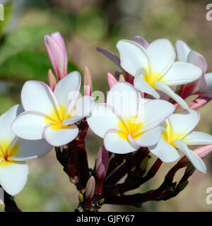 Il bianco e il giallo Plumeria spp. (Fiori di frangipani, Frangipani, Pagoda ad albero o albero del tempio) con sfondo bokeh di fondo. Foto Stock