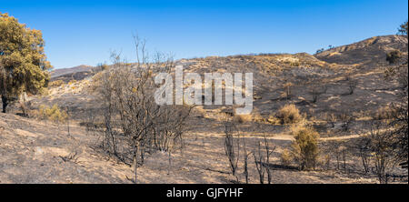 Sopravvissuti di alberi e cespugli dopo wildfire spazia attraverso prati e bosco vicino a Santa Clarita in California. Foto Stock