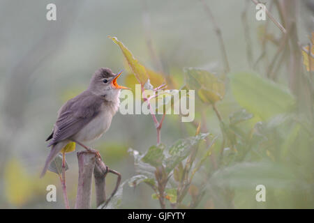 Marsh trillo / Sumpfrohrsänger ( Acrocephalus palustris ) a cantare la sua canzone in splendidi dintorni. Foto Stock