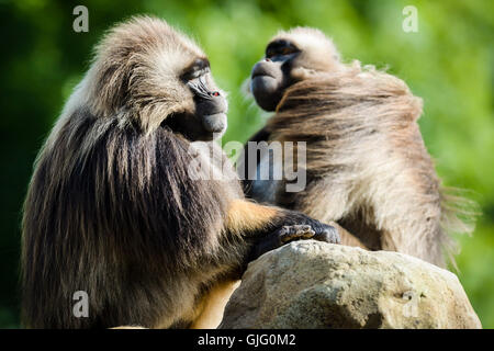 Una coppia di babbuino Gelada rilassarsi nel tempo caldo al nuovo rocce Gelada chiusura al posto selvaggio Progetto in Bristol. Foto Stock