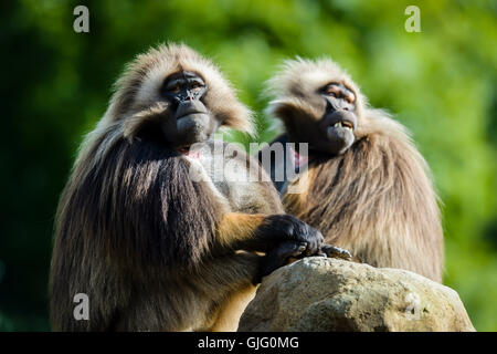 Una coppia di babbuino Gelada rilassarsi nel tempo caldo al nuovo rocce Gelada chiusura al posto selvaggio Progetto in Bristol. Foto Stock