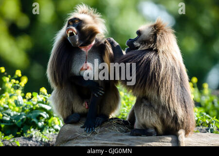 Una coppia di babbuino Gelada rilassarsi come essi lo sposo tra di loro nel tempo caldo al nuovo rocce Gelada chiusura al posto selvaggio Progetto in Bristol. Foto Stock