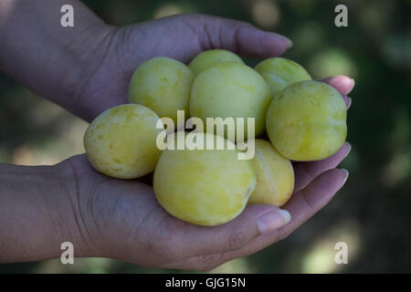 Un lotto di susine mature noto come un Golden Oullins Gage o Oullins Gage. Foto Stock
