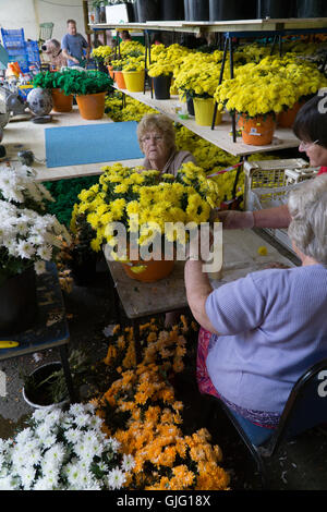 Preparazione di fiori galleggianti per l annuale Battaglia dei Fiori,Jersey,Isole del Canale Foto Stock