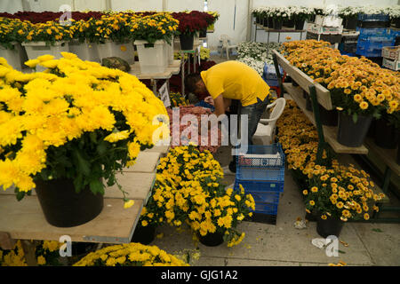 Preparazione di fiori galleggianti per l annuale Battaglia dei Fiori,Jersey,Isole del Canale Foto Stock