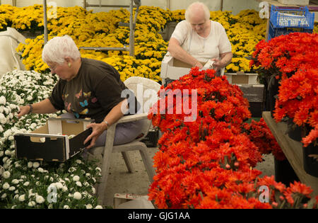 Preparazione di fiori galleggianti per l annuale Battaglia dei Fiori,Jersey,Isole del Canale Foto Stock