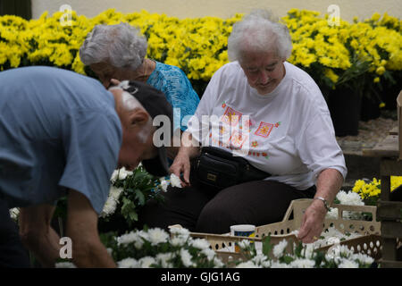 Preparazione di fiori galleggianti per l annuale Battaglia dei Fiori,Jersey,Isole del Canale Foto Stock