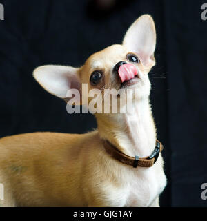 Maschio di Chihuahua leccare il suo naso. Foto Stock