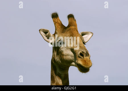 giraffa Foto Stock