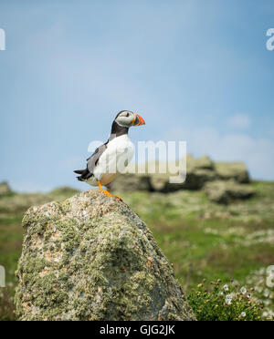 Puffin su roccia, Isola Skomer Foto Stock