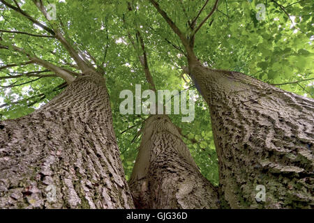 Alberi albero albero a foglie decidue Foto Stock
