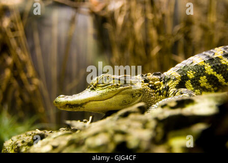 Animale occhio di coccodrillo Foto Stock