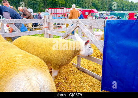 Cartmel Show 2016 Foto Stock