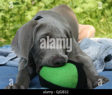 Weimaraner cucciolo con sfera Foto Stock