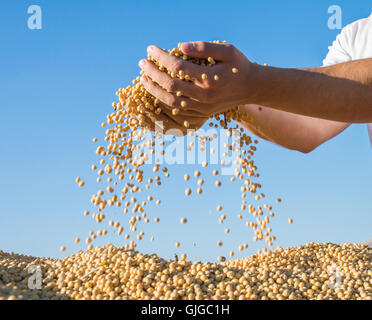 Mature fagioli di soia dopo il raccolto Foto Stock