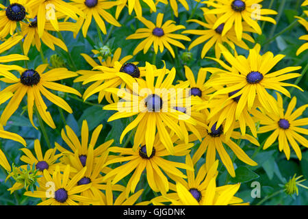 Oro Rudbeckia sturm crescente nel bordo del giardino Foto Stock