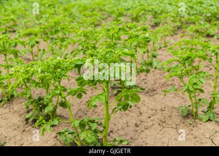 Campo di patate verdi cespugli. Foto Stock