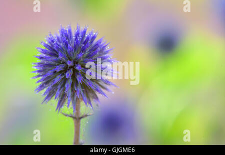 Globo di fiori di cardo (Echinops ritro) Foto Stock