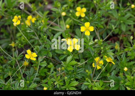 Blutwurz, Blut-Wurz, Aufrechtes Fingerkraut, Tormentill, Potentilla erecta, Blootroot, Pastore il nodo di Foto Stock