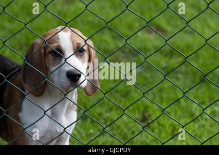 Cucciolo di guardare attraverso una catena di recinzione di collegamento Foto Stock