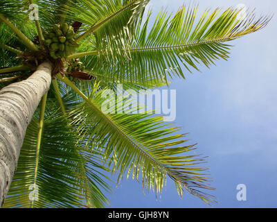 Worm eye shine blu Foto Stock