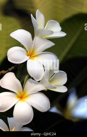 Il frangipani bianco,Plumeria Alba Foto Stock