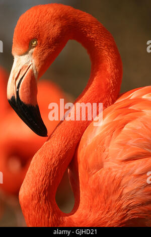 Flamingo Foto Stock