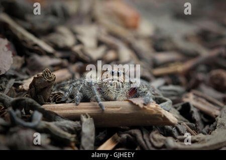 Jumping spider, Jember, East Java, Indonesia Foto Stock