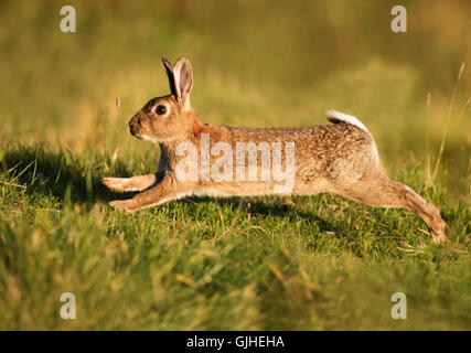 Wild Coniglio europeo (oryctolagus cuniculus) in esecuzione in golden sera la luce solare Foto Stock