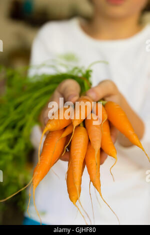 Ragazzo holding mazzetto di carote fresche Foto Stock