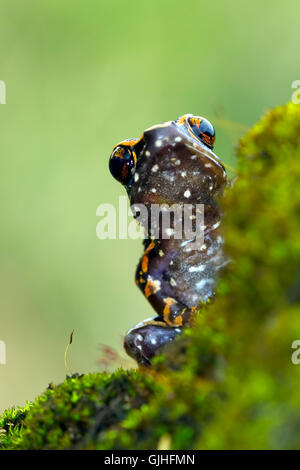 Rana seduta su roccia, Indonesia Foto Stock