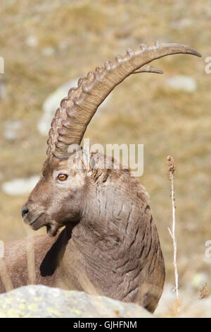 Alpine Ibex ( Capra ibex ) vecchio ritratto maschile, dalle Alpi italiane, il parco nazionale del Gran Paradiso Foto Stock